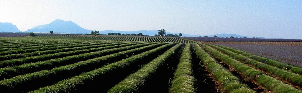 Pic: Lavender fields cut in July