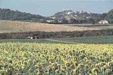 Pic: Sunflowers and the village of Lurs